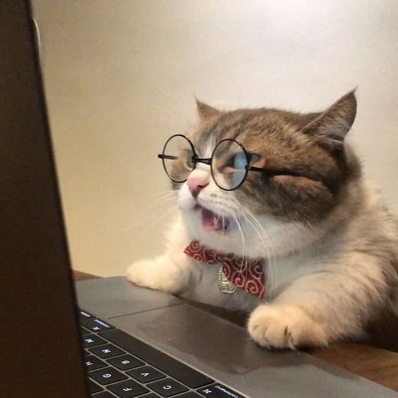 Gatito Estudioso
