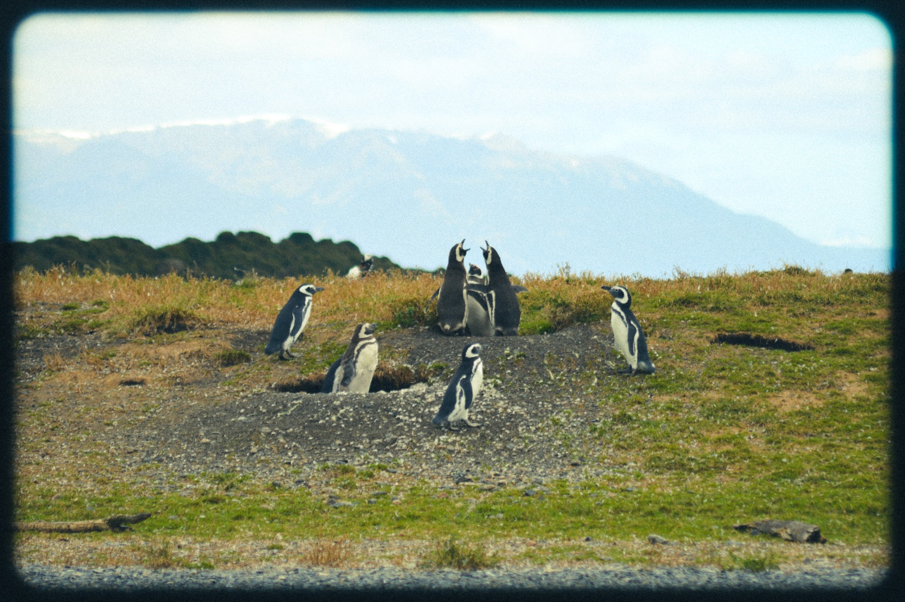 Fotografía de pingüinos en paisaje natural